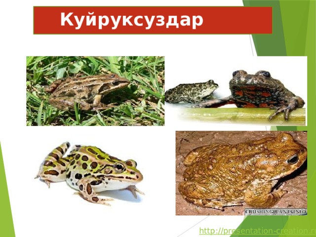 Куйруксуздар т үркүмү  