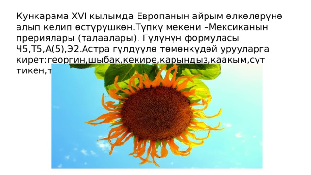 Кункарама X ꓦꓲ  кылымда Европанын айрым өлкөлөрүнө алып келип өстүрүшкөн.Түпкү мекени –Мексиканын прериялары (талаалары). Гүлүнүн формуласы Ч5,Т5,А(5),Э2.Астра гүлдүүлө төмөнкүдөй урууларга кирет:георгин,шыбак,кекире,карындыз,каакым,сүт тикен,текей уруулары. 