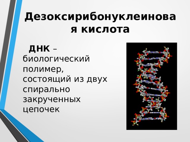 Презентация на тему днк