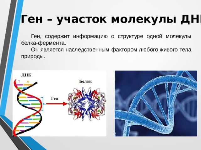 Ген – участок молекулы ДНК Ген, содержит информацию о структуре одной молекулы белка-фермента. Он является наследственным фактором любого живого тела природы. 