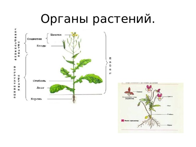 Растения как объект технологии 5 класс презентация