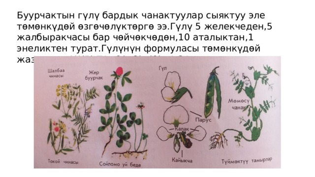 Буурчактын г үлү бардык чанактуулар сыяктуу эле төмөнкүдѳй ѳзгѳчѳлүктөргө ээ.Гүлү 5 желекчеден,5 жалбыракчасы бар чөйчөкчөдөн,10 аталыктан,1 энеликтен турат.Гүлүнүн формуласы тѳмѳнкүдѳй жазылат: ./.Ч(5),Т1+2(+2)А(9)+1,Э1 