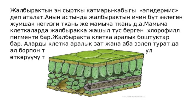 Жалбырактын эн сырткы катмары-кабыгы «эпидермис» деп аталат.Анын астында жалбырактын ичин б үт ээлеген жумшак негизги ткань же мамыча ткань д.а.Мамыча клеткаларда жалбыракка жашыл түс берген хлорофилл пигменти бар.Жалбыракта клетка аралык боштуктар бар. Аларды клетка аралык зат жана аба ээлеп турат да ал борпон ткань д.а. Жалбырак тарамышы –бул өткөрүүчү ткань. 