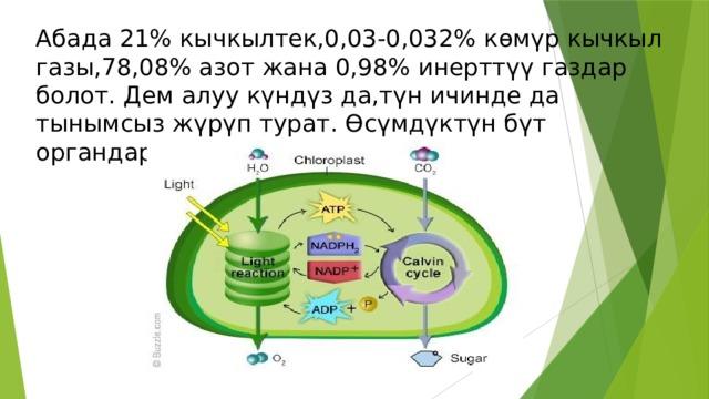 Абада 21% кычкылтек,0,03-0,032% к ѳмүр кычкыл газы,78,08% азот жана 0,98% инерттүү газдар болот. Дем алуу күндүз да,түн ичинде да тынымсыз жүрүп турат. Ѳсүмдүктүн бүт органдары дем алат. 