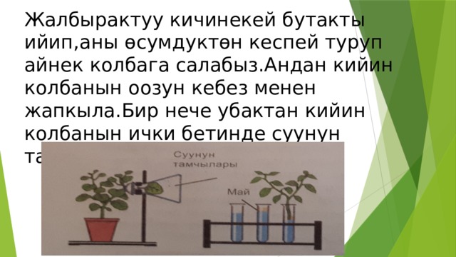 Жалбырактуу кичинекей бутакты ийип,аны өсумдуктөн кеспей туруп айнек колбага салабыз.Андан кийин колбанын оозун кебез менен жапкыла.Бир нече убактан кийин колбанын ички бетинде суунун тамчылары пайда болот. 