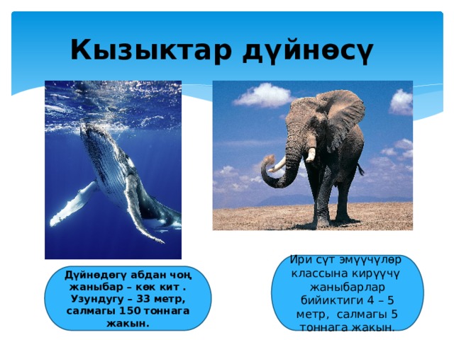 Кызыктар дүйнөсү Ири сүт эмүүчүлөр классына кирүүчү жаныбарлар бийиктиги 4 – 5 метр, салмагы 5 тоннага жакын. Дүйнөдөгү абдан чоң жаныбар – көк кит . Узундугу – 33 метр, салмагы 150 тоннага жакын. 