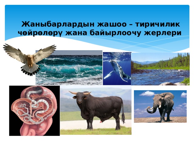 Жаныбарлардын жашоо – тиричилик чөйрөлөрү жана байырлоочу жерлери  