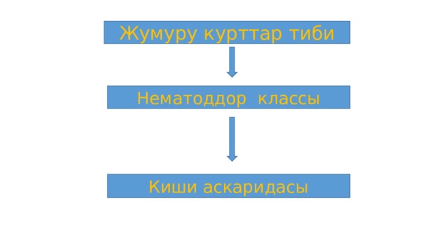 Нематоддор классы Жумуру курттар тиби Киши аскаридасы 