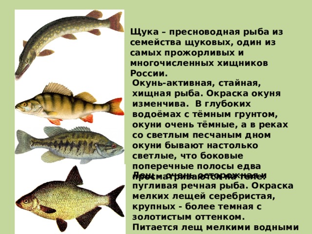 Щука – пресноводная рыба из семейства щуковых, один из самых прожорливых и многочисленных хищников России. Окунь-активная, стайная, хищная рыба. Окраска окуня изменчива. В глубоких водоёмах с тёмным грунтом, окуни очень тёмные, а в реках со светлым песчаным дном окуни бывают настолько светлые, что боковые поперечные полосы едва просматриваются на теле.  Лещ – очень осторожная и пугливая речная рыба. Окраска мелких лещей серебристая, крупных - более темная с золотистым оттенком. Питается лещ мелкими водными животными: рачками, моллюсками, червями, насекомыми и их личинками.