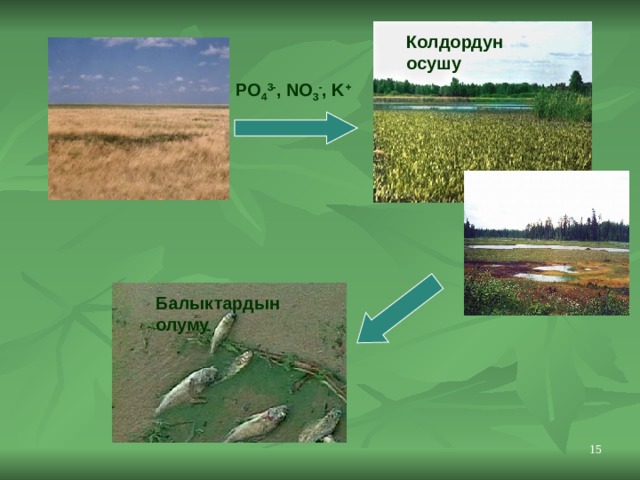 Колдордун осушу PO 4 3- , NO 3 - , K + Балыктардын олуму 11 