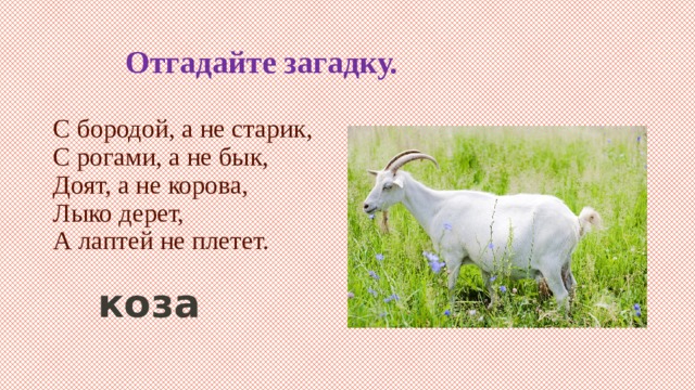  Отгадайте загадку.   С бородой, а не старик,  С рогами, а не бык,  Доят, а не корова,  Лыко дерет,  А лаптей не плетет. коза 