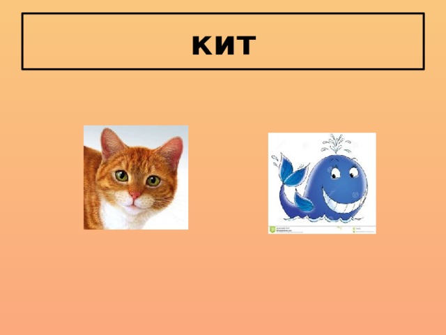 кит 
