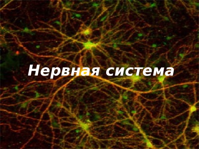 Нервная система 