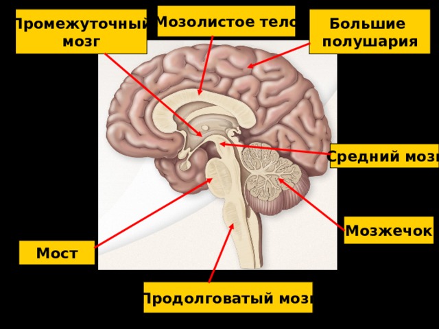 Мозолистое тело Большие полушария Промежуточный мозг Средний мозг Мозжечок Мост Продолговатый мозг 