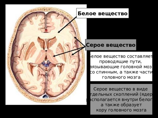 Белое вещество Серое вещество Белое вещество составляет проводящие пути, связывающие головной мозг со спинным, а также части головного мозга Серое вещество в виде отдельных скоплений (ядер) располагается внутри белого,  а также образует кору головного мозга 