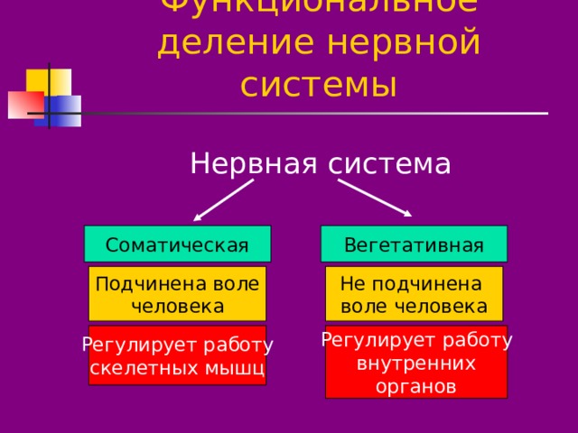 Функциональное деление нервной системы Нервная система Соматическая Вегетативная Подчинена воле человека Не подчинена воле человека Регулирует работу скелетных мышц Регулирует работу внутренних органов 