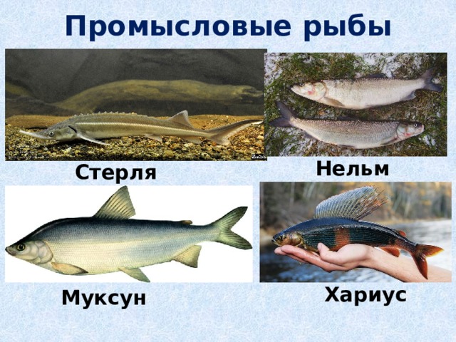 Промысловые рыбы Нельма Стерлядь Хариус Муксун 