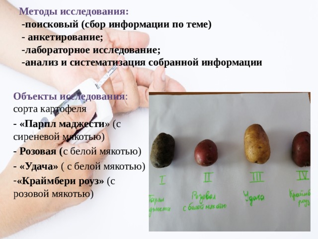 Методы исследования:   -поисковый (сбор информации по теме)  - анкетирование;  -лабораторное исследование;  -анализ и систематизация собранной информации   Объекты исследования : сорта картофеля - «Парпл маджести » (с сиреневой мякотью) - Розовая ( с белой мякотью) - «Удача» ( с белой мякотью) «Краймбери роуз» (с розовой мякотью) 