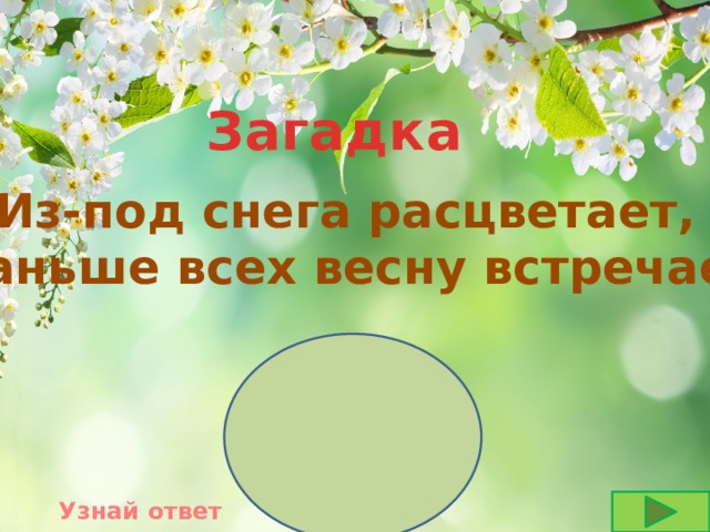 Загадка Из-под снега расцветает, Раньше всех весну встречает Узнай ответ 