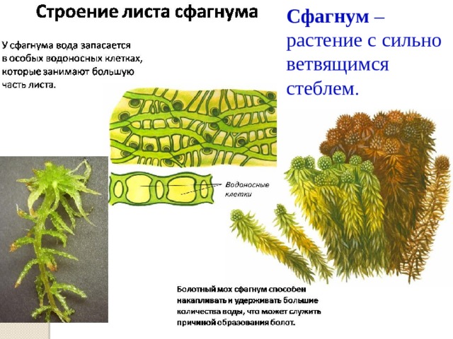 Сфагнум – растение с сильно ветвящимся стеблем .             