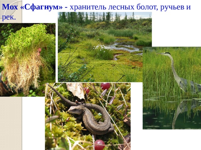 Мох «Сфагнум» - хранитель лесных болот, ручьев и рек. 