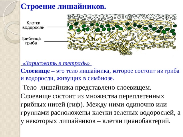 Строение лишайников.        «Зарисовать в тетрадь»  Слоевище – это тело лишайника, которое состоит из гриба и водоросли, живущих в симбиозе.   Тело лишайника представлено слоевищем. Слоевище состоит из множества переплетенных грибных нитей (гиф). Между ними одиночно или группами расположены клетки зеленых водорослей, а у некоторых лишайников – клетки цианобактерий.   