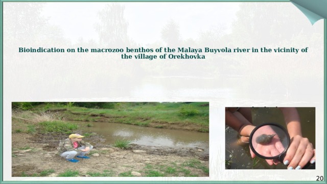        Bioindication on the macrozoo benthos of the Malaya Buyvola river in the vicinity of the village of Orekhovka          20 