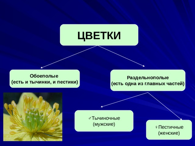 Цветок превращается в происходит видоизменение стенки образование