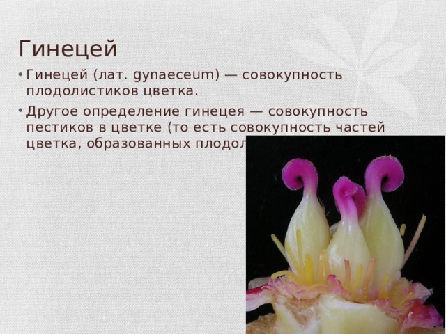 Гинецей Гинецей (лат. gynaeceum) — совокупность плодолистиков цветка. Другое определение гинецея — совокупность пестиков в цветке (то есть совокупность частей цветка, образованных плодолистиками). 