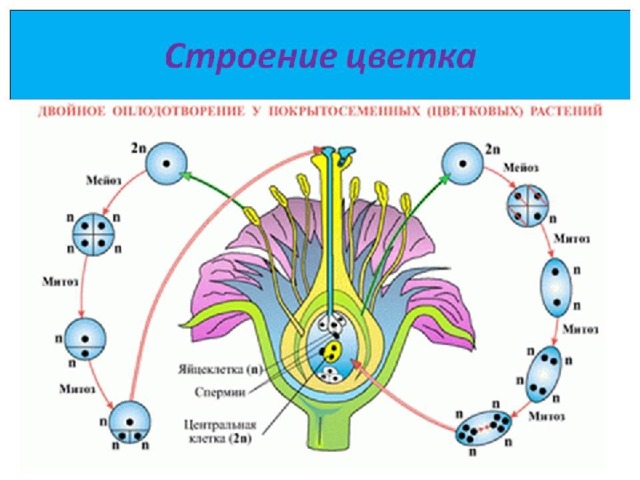 Двойное оплодотворение Эндосперм образуется, когда два  спермия  из  пыльцевого зерна  (мужского  гаметофита ) прорастают до  зародышевого мешка (женского гаметофита). Один спермий оплодотворяет яйцеклетку, при этом образуется  зигота , а второй сливается с двумя полярными тельцами в центре зародышевого мешка, и при этом образуется первичная клетка эндосперма (с тройным набором хромосом), которая развивается в эндосперм. Такой процесс называется  двойным оплодотворением . 