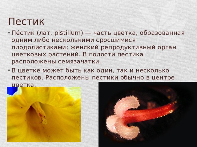 Пестик Пе́стик (лат. pistillum) — часть цветка, образованная одним либо несколькими сросшимися плодолистиками; женский репродуктивный орган цветковых растений. В полости пестика расположены семязачатки. В цветке может быть как один, так и несколько пестиков. Расположены пестики обычно в центре цветка. 