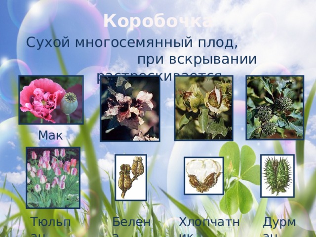 Коробочка Cухой многосемянный плод, при вскрывании растрескивается Мак Тюльпан  Дурман  Белена  Хлопчатник 