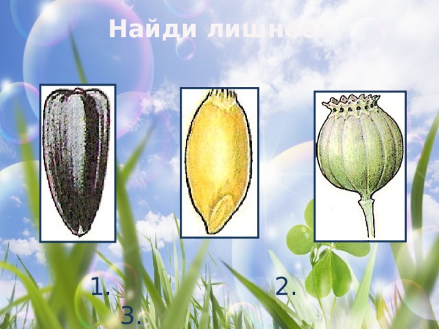 Найди лишнее:  1. 2. 3. 