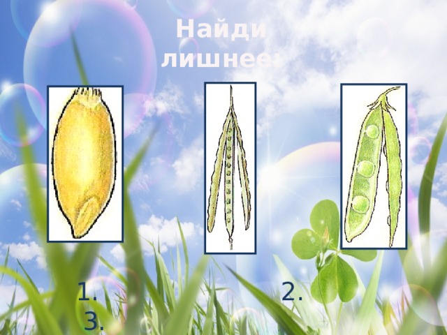 Найди лишнее:  1. 2. 3. 