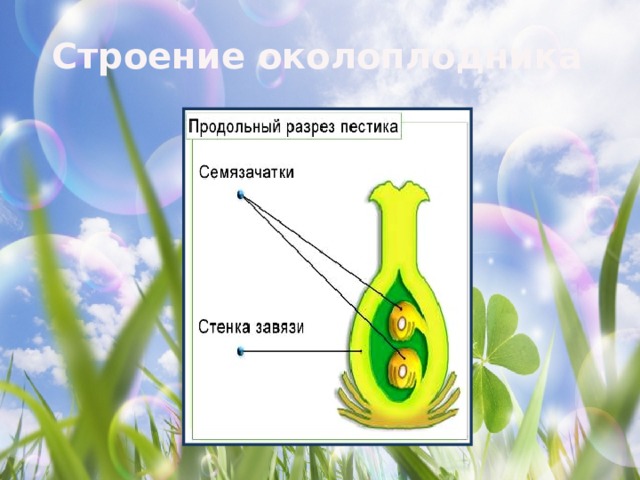 Где происходит развитие семязачатка сосны