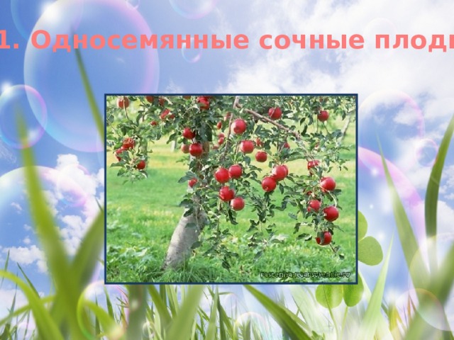 1. Односемянные сочные плоды 