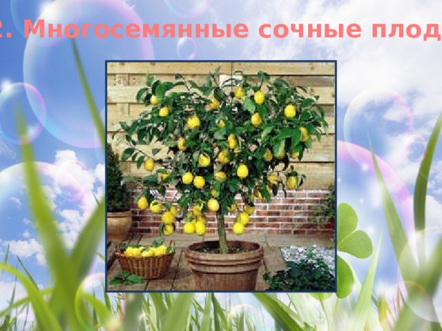 2. Многосемянные сочные плоды 