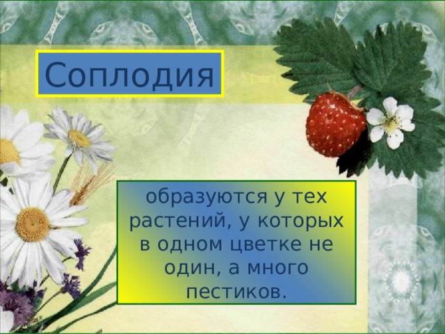 Соплодия образуются у тех растений, у которых в одном цветке не один, а много пестиков. 