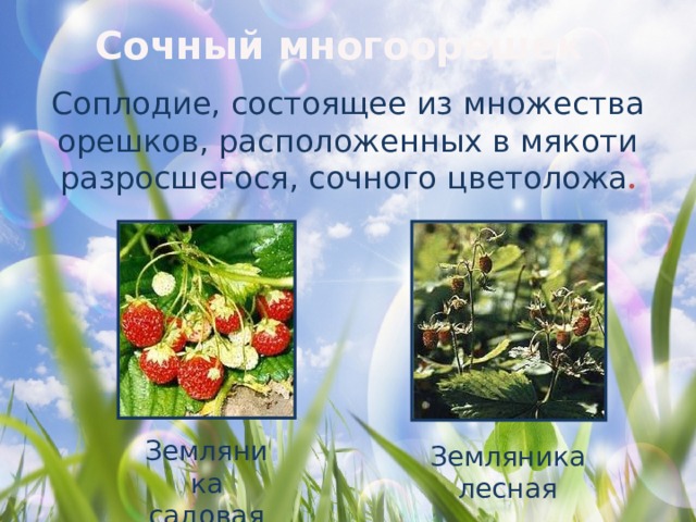 Сочный многоорешек Соплодие, состоящее из множества орешков, расположенных в мякоти разросшегося, сочного цветоложа . Земляника  садовая Земляника  лесная 