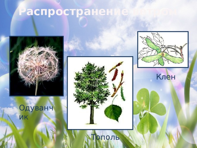 Распространение ветром Клен  Одуванчик Тополь 