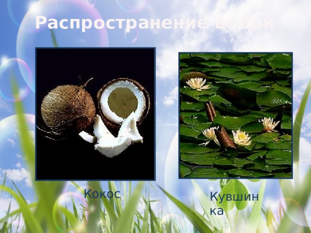 Распространение водой Кокос Кувшинка  