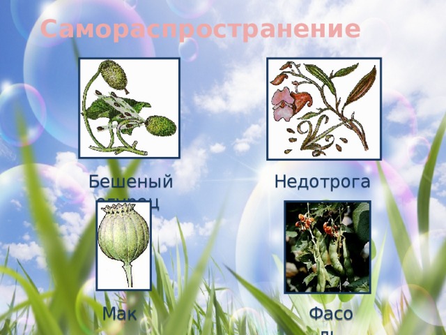 Самораспространение Бешеный огурец Недотрога Фасоль  Мак 