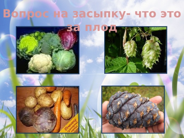 Вопрос на засыпку- что это за плод 