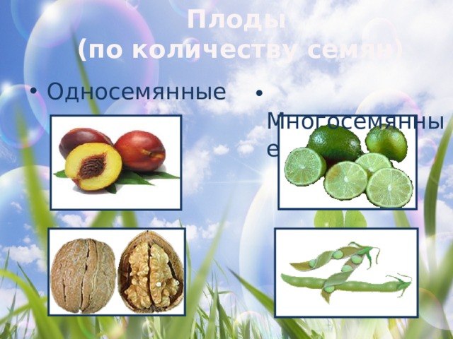 Коробочка многосемянный или односемянный плод. Односемянный плод лайм. Односемянные плоды картофель. Боб односемянный или многосемянный плод. Семена односемянные и многосемянные.