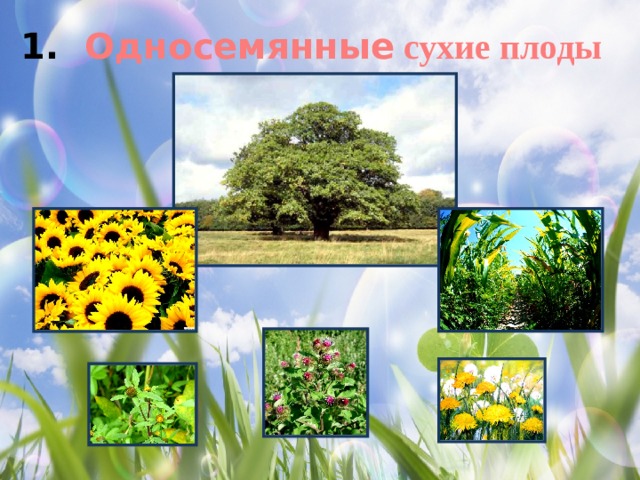 Односемянные сухие плоды 