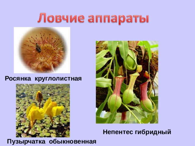 Ловчие аппараты примеры растений