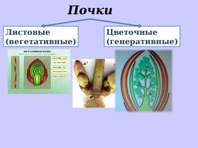 Вегетативные и генеративные почки растений примеры