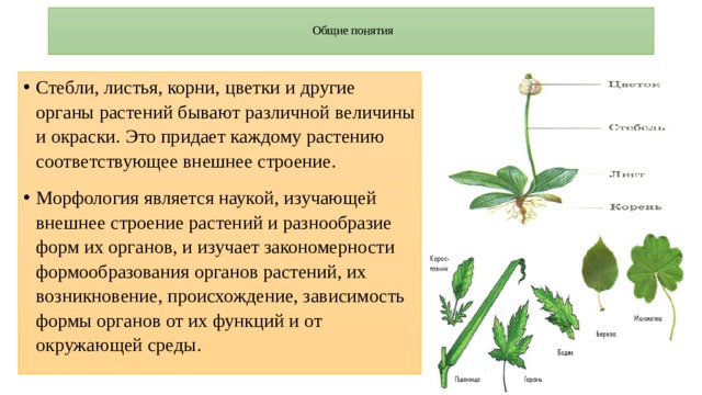 Органы растения презентация. Вывод по внешнему строению листа. Сердечник пурпуровый внешние строение сообщение. Как лист связан с другими органами растения. Закупки понятие стебель.