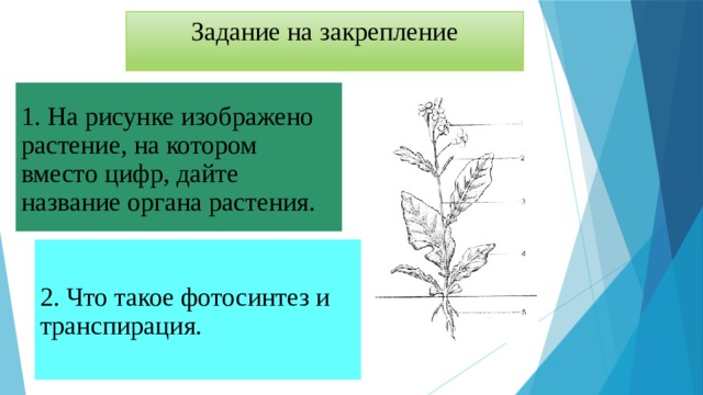 Какой орган растения изображен на рисунке