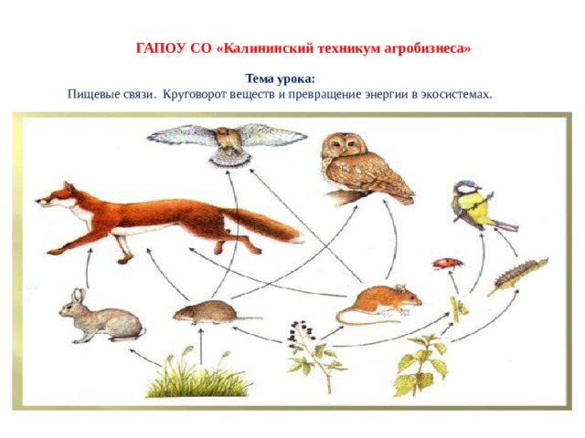 Пищевые связи в экосистеме 11 класс презентация